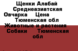 Щенки Алабай (Среднеазиатская Овчарка) › Цена ­ 15 000 - Тюменская обл. Животные и растения » Собаки   . Тюменская обл.